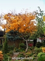 wbgarden autumn 47